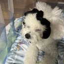 푸드르르 이미지