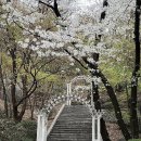 제1263회 2025년 05월 03일 (토요일) 홍능숲 이미지