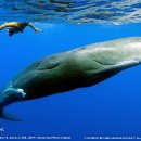 Sperm Whale(향유고래) and Swimmer 이미지