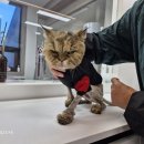 The빛나개 이미지