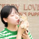 대구고양이분양 테디럽 이미지