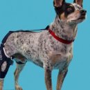 발토(BALTO) 이미지