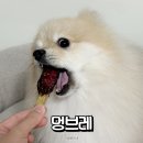 멍브레 네이버블로그