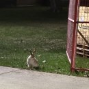 🇨🇦 Calgary Ep.16 | 꽁꽁 얼어붙은 캘거리 위로 하원이가 걸어다닙니다