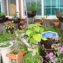 주왕산주산지민박 이미지