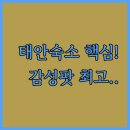 태안현대서비스 | 태안 여행 숙소 완벽 가이드 감성 펜션부터 액티비티 파라다이스까지