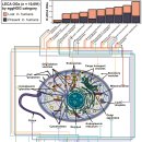 레카 (Last eukaryotic common ancestor, 마지막 진핵생물 공통조상) 탐구 이미지