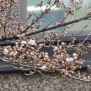 봄비 속에서도 피어나는 노들역 실시간 벚꽃 이미지