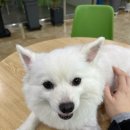 e-동물 메디컬 센터 이미지