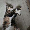 우리집 똥강아쥐 이미지