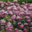 게으르게 이미지