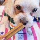 퍼피키티 이미지