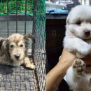 멍멍이가족 이미지