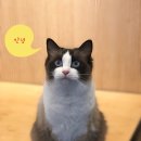 캣파라다이스 일산점 이미지