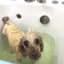 향동애견미용 이미지