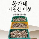 속리산황가네자연산버섯요리 네이버블로그