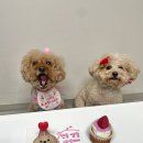 펫쯔스낵 애견수제간식 안산본점 이미지