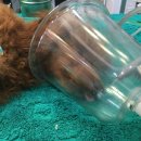 장현 동물병원 이미지