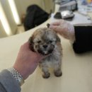 스마일퍼피 강아지분양 동탄점 | 오산강아지분양 찾다가 선택한 홍스퍼피 수원본점 실제방문 후기와 솔직한 느낀점