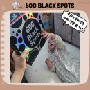 (육아템 구입하기) 600 BLACK SPOTS 600개 까만 점을 찾아라 팝업북 사용 후기