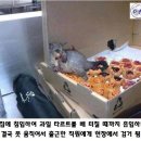 여우와포도