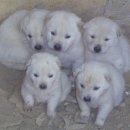 몽몽이# 이미지