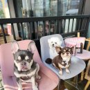 리츠펫(송도점) 이미지