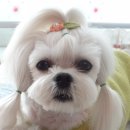 우리봄이네 이미지