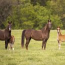 덕양목장1 이미지