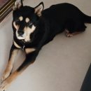 복도네 | 강아지 롤매트 리포소펫 복도매트 내돈내산 후기