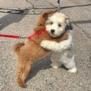 금성다방 이미지