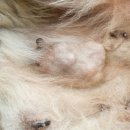 허그동물의료센터 이미지