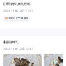 고양이미용호텔_미야옹 이미지