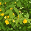 소사생태길(백일) 이미지