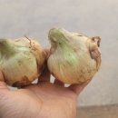 광평농장 이미지