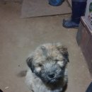 업동이네 이미지