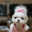 쥬니애견 이미지