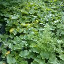 김삿갓면-11 이미지