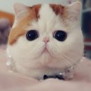 스누피 이미지