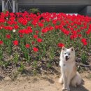 유로코피자사상점 이미지