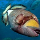트리거 피쉬 (Triggerfish)