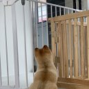 윌리하니 그루밍 이미지