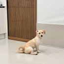 두드리네 | 양평 애견동반 독체펜션 두드리네🐶 (내돈내산, 가격, 예약)