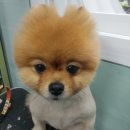 마리애견미용실 이미지