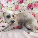 정몽주로 이미지