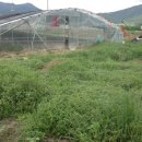 국대농장 이미지