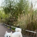 오댕펫살롱 이미지