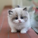 더 가까운 동물병원 이미지