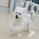 도그베이 미사점 이미지