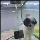 더독스 강아지분양 서울 이미지